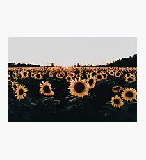 Sunflower Field 2015 Photographic Print