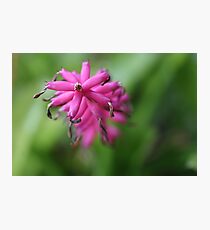 Lámina fotográfica Pink Matchstick
