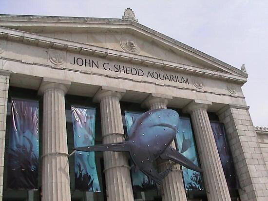 "Shedd Aquarium, Chicago, Illinois" by chord0 Redbubble