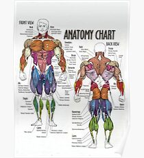 Muscle Chart - Anatomy Diagram For Fitness Poster