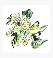 Begonia Plant Photographic Print