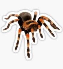 Tarantula Sticker