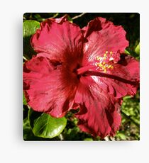 Red Velvet Aloalo ,koki'o Canvas Print