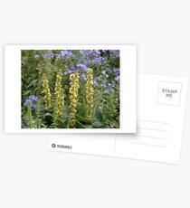 Verbascum and Campanula Postkarten