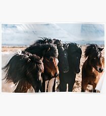 Horses in Iceland - Wildlife animals Poster
