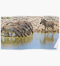 Zebra - African Wildlife - Lined up for Life Poster