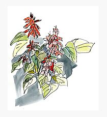 Salvia Photographic Print