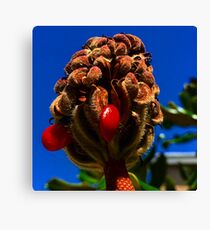 Bloom Canvas Print