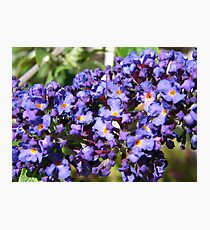 Buddleja Photographic Print