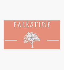 Palestine Olive Tree Photographic Print