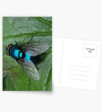 Bluebottle Postcards