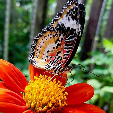 Artwork thumbnail, Orange Butterfly on a Flower by ToInfinity