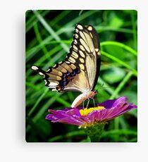 Tiger Swallowtail Canvas Print