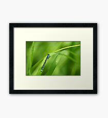 Summer Bluet Framed Print