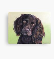 Boykin spaniel Canvas Print