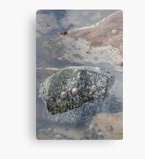 Rockpool Metal Print