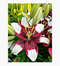 Lily Photographic Print