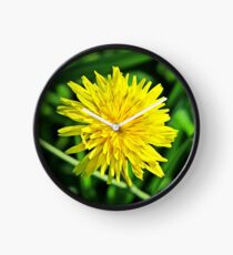 Amazing Yellow Dandelion Clock