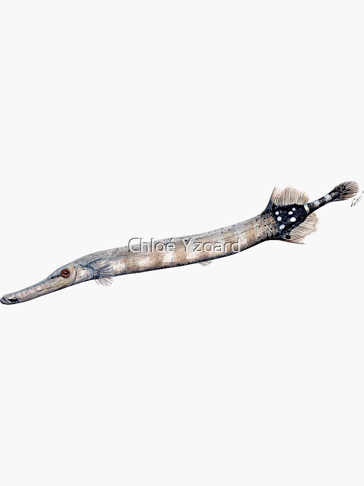 "Trumpet fish (Aulostomus maculatus)" Sticker by CHLOEYZOARD Redbubble