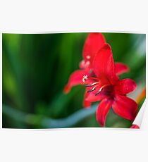 Red Flowers Poster