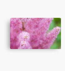 Pink Flowers Canvas Print