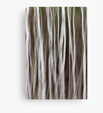 Birch Canvas Print