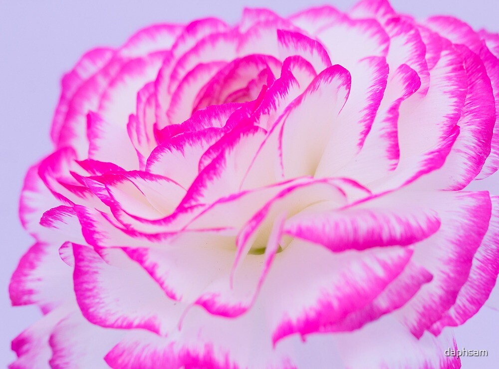 white-rose-with-pink-tips-by-daphsam-redbubble