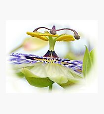 A Whirling Dancer............Lyme Dorset UK Photographic Print