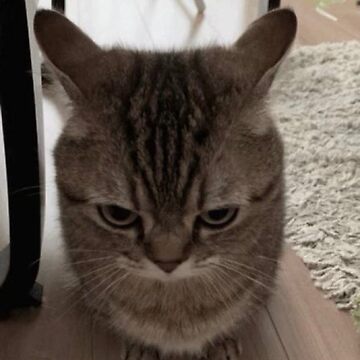 I iz cat - Angry face!