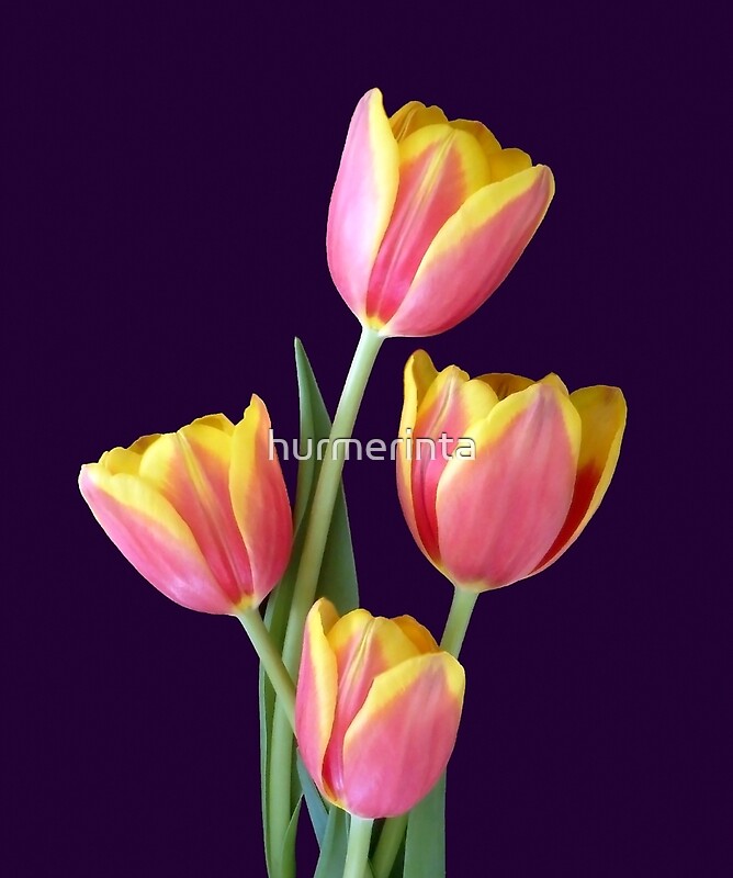 Four Tulips On Purple By Hurmerinta Redbubble