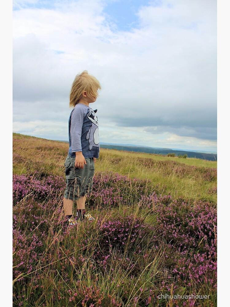 Looking out over the heather by chihuahuashower