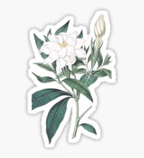 Cape Jasmine Illustration by Pierre-Joseph Redouté Sticker