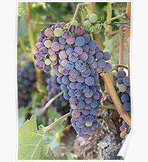 Future Wine - Okanagan Grapes on the Vine Poster