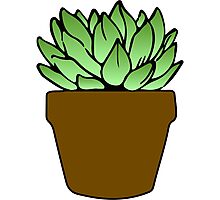 Succulent Drawing: Photographic Prints | Redbubble