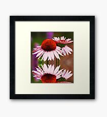 Flower Framed Print
