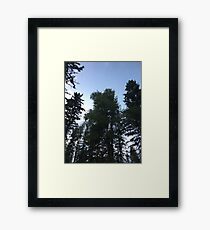 Pine Trees in the sky Framed Print