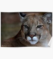 Panther Poster