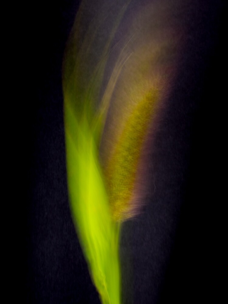 Fleur Blur-Abstract Bristle Grass by AhUmDesign