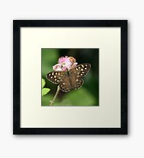 Speckled Wood or Wood Argus Framed Print