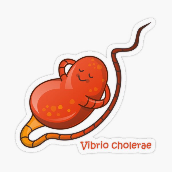 Vibrio cholera Transparenter Sticker