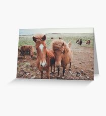icelandic ponies Greeting Card