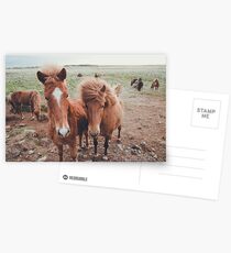 Island Ponys Postkarten