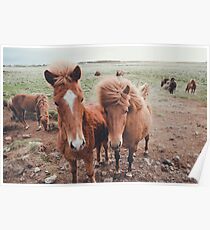 Island Ponys Poster