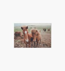 Island Ponys Galeriedruck