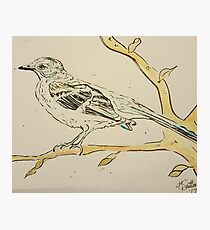 Momma's Mockingbird Photographic Print