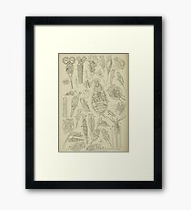 Microscopic Biology Framed Print