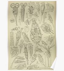 Microscopic Biology Poster