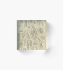 Microscopic Biology Acrylic Block