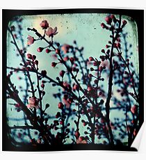 Spring Blossoms Through The Viewfinder - TTV Poster