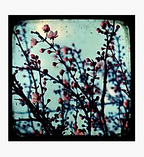 Spring Blossoms Through The Viewfinder - TTV Photographic Print